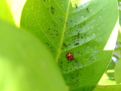 Coelophora inaequalis