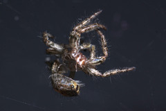 Salticidae