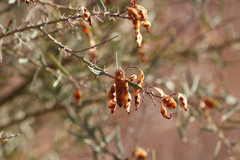 Acacia victoriae