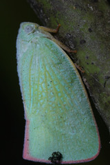 Flatidae