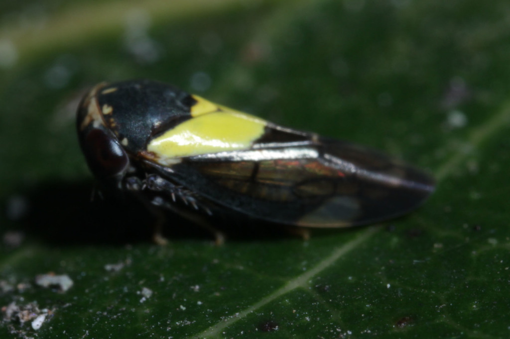 Pretioscopus