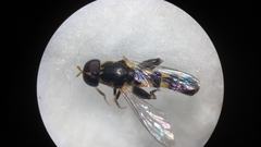 Syritta pipiens