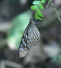 Ideopsis vulgaris macrina