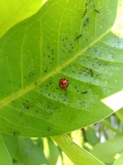 Coelophora inaequalis