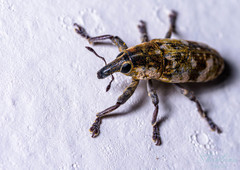 Hypolixus truncatulus