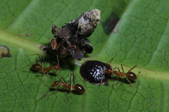 Psychidae