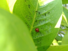 Coelophora inaequalis