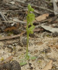 Pterostylis mutica