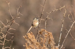 Prinia subflava affinis