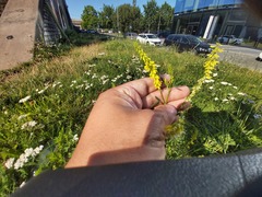 Melilotus officinalis