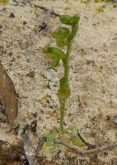 Pterostylis mutica