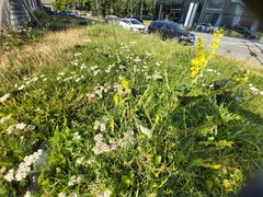 Melilotus officinalis