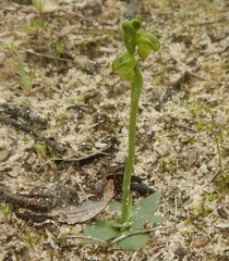 Pterostylis mutica