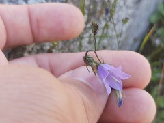Campanula rotundifolia