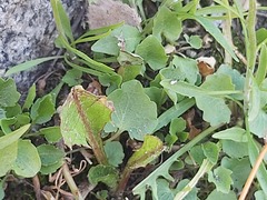 Campanula rotundifolia