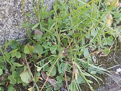 Campanula rotundifolia