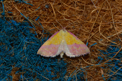 Phytometra rhodarialis