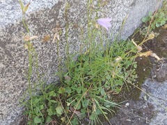 Campanula rotundifolia