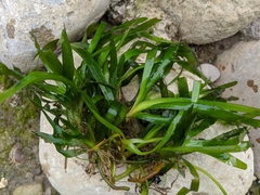 Vallisneria