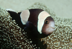 Amphiprion polymnus