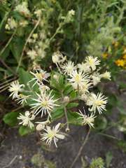Clematis vitalba