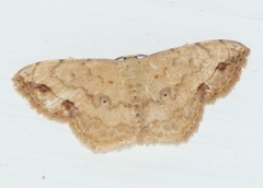 Scopula sanguinisecta