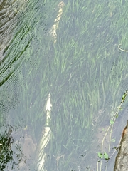 Vallisneria