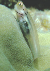 Ecsenius yaeyamaensis