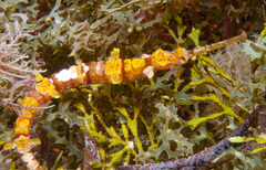 Halicampus macrorhynchus