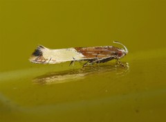 Labdia deliciosella