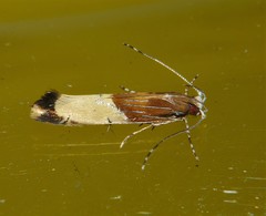 Labdia deliciosella