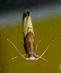 Labdia deliciosella