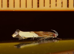 Labdia deliciosella