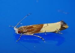 Labdia deliciosella