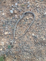 Salvadora deserticola