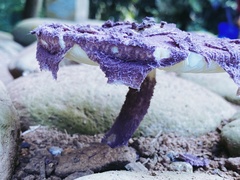 Coniolepiota spongodes