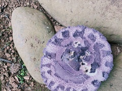 Coniolepiota spongodes