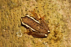 Hyperolius mitchelli