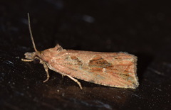 Endothenia quadrimaculana