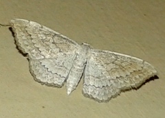 Scopula