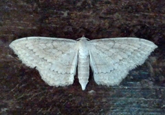 Scopula