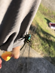 Anotogaster sieboldii