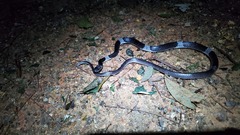 Lycodon subcinctus