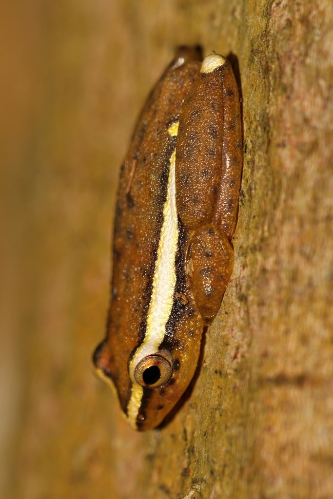Mitchell's Reed Frog
