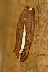 Hyperolius mitchelli