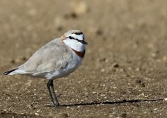 Charadrius pallidus