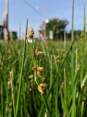 Schoenoplectus triqueter