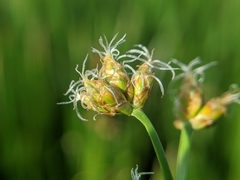 Schoenoplectus triqueter