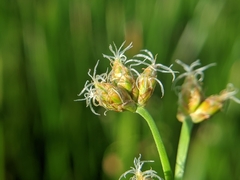 Schoenoplectus triqueter