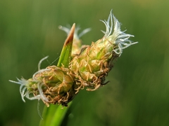 Schoenoplectus triqueter